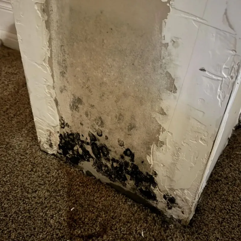 Professional Mold Removal in Dane, WI